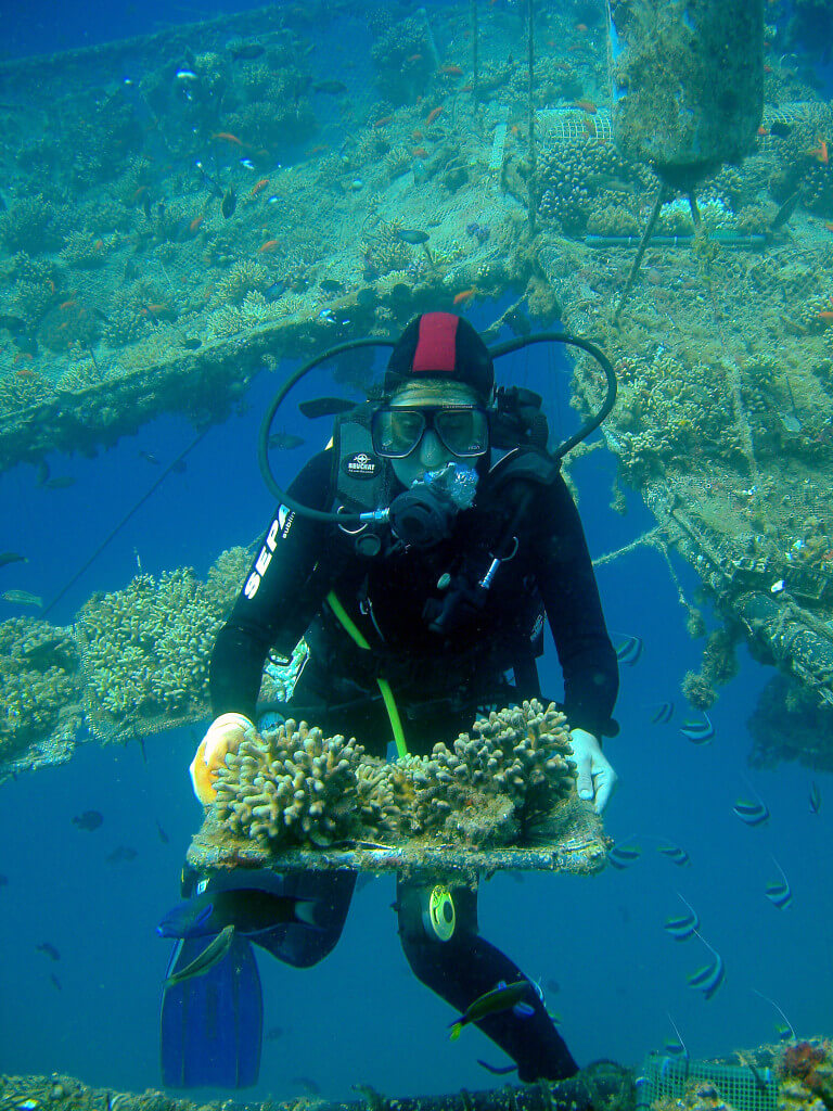 כך צוללים השותלים: משטחי אלמוגים גדולים לשיקום שוניות. צילום: יעל הורושובסקי-פרידמן