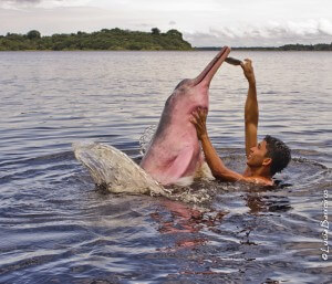 דולפין נהרות שחי באמזונס היה פעם בעל חיים ימי. צילום: lubasi, Flickr