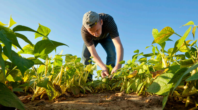 חקלאות אורגנית אולי מניבה לעתים פחות משדות שבהם מגדלים תוצרת בשיטות קונבנציונליות, אבל היתרונות שלה גדולים מהחסרונות. צילום: U.S. Department of Agriculture, Flickr