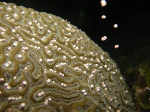 רביית אלמוגים היא תהליך טבעי המושפע ממחזורי האור והחושך. צילום: Emma Hickerson, Flower Garden Banks National Marine Sanctuary