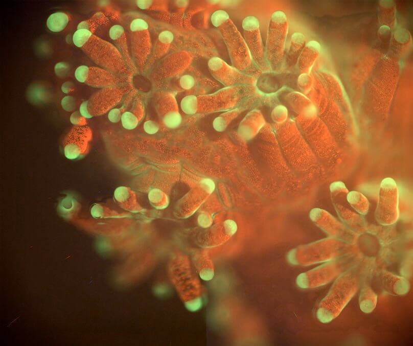תמונה של האלמוג פוסיליפורה. הצבע האדום מגיע מהאצות השיתופיות שחיות עם האלמוג. צילום: Scripps Institution of Oceanography