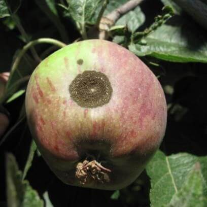 כתבי גרב על תפוח מסוג סטרקינג. תצלום: קרן לוי