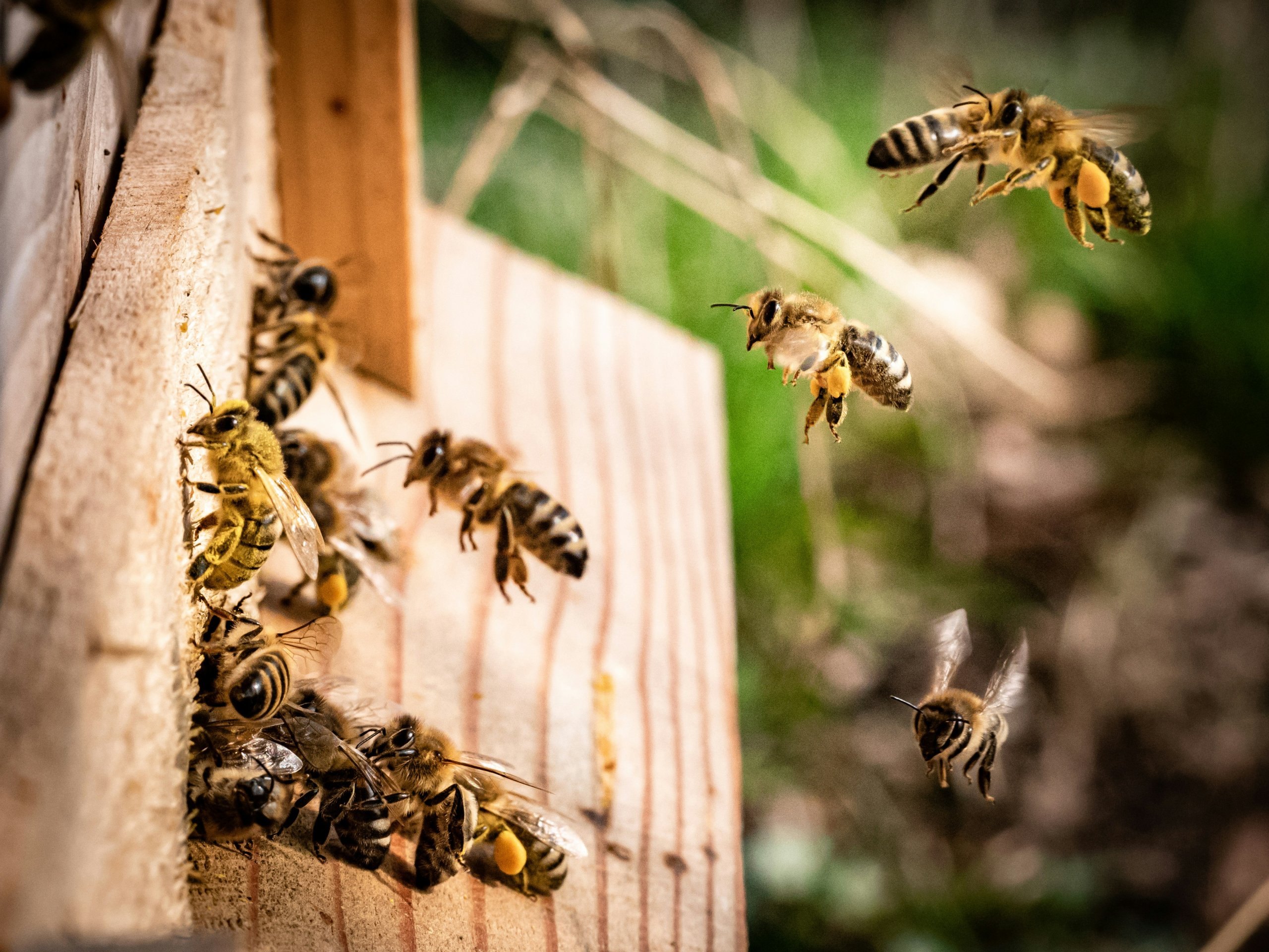 Honey bees flying into beehive macro shot, macrophotography ( Apis, Apidae )