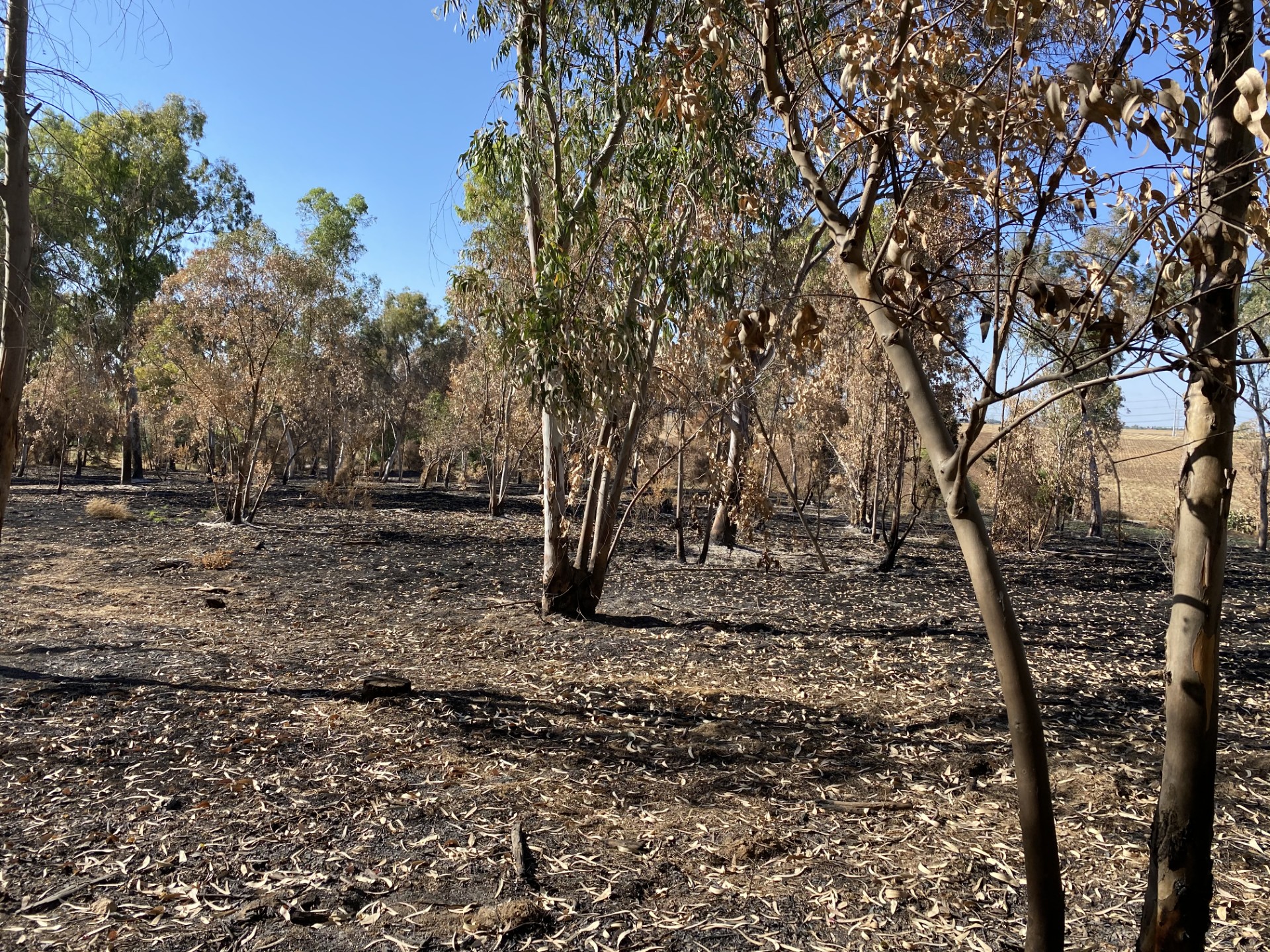 שריפת אקליפטוסים ביער גברעם 2021 . צילום: גיל סיאקי